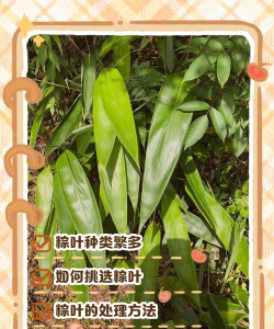 粽叶怎么选专业推荐女生