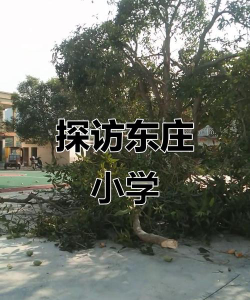 三江镇东庄小学环境