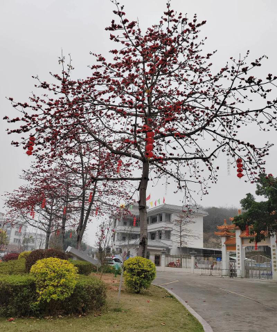 湘桥区社光小学环境