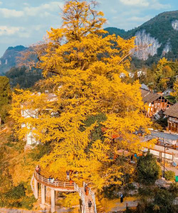 厚坝黄莲村小环境
