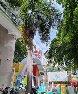 海南省商业集团公司幼儿园环境