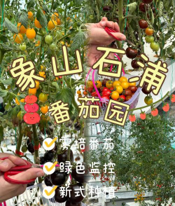 象山小番茄艺术培训有限公司环境