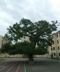 盖州市实验小学环境