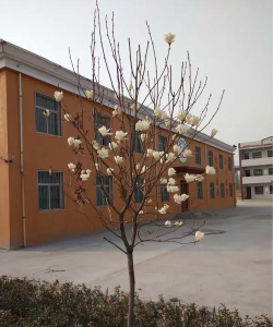 明姜一中环境