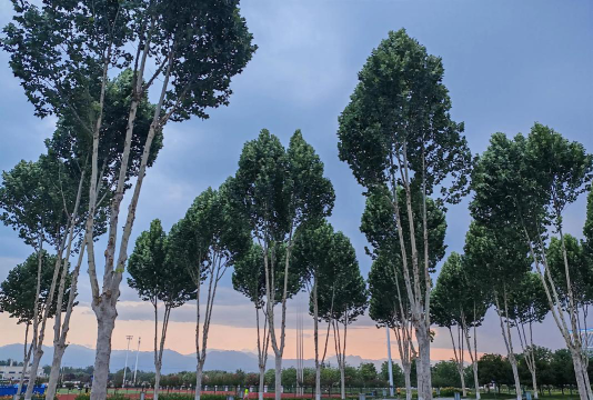 西京学院户外活动场地