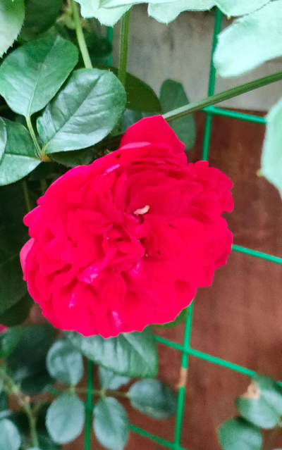广州市花都区狮岭镇芙蓉幼儿园户外活动场地