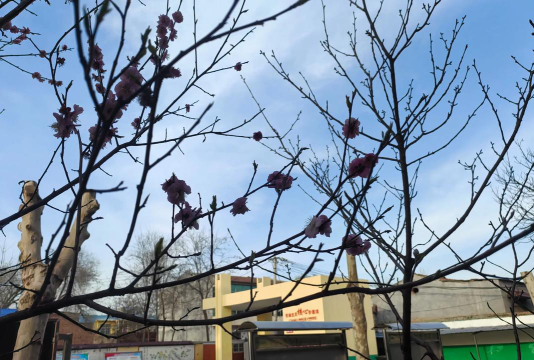 睢县潮庄镇中心小学户外活动场地