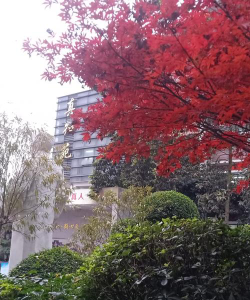 重庆高新区育才学校户外活动场地
