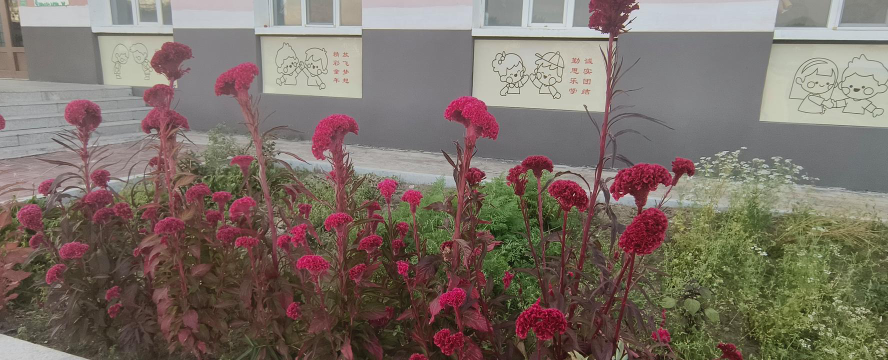 萨尔乔克中学户外活动场地