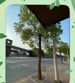 陆丰市玉燕中学户外活动场地