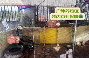 石家庄幼儿师范附属幼儿园户外活动场地