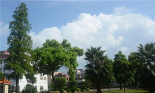 东莞中堂镇槎滘小学户外活动场地