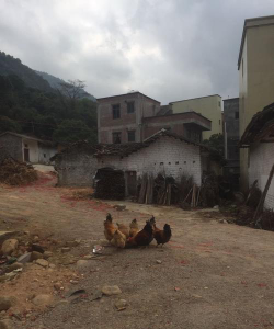高州市新垌镇东茂坡小学中合分教点户外活动场地