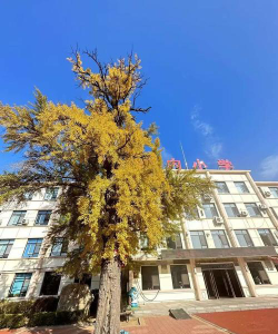 杏树中学阅读区