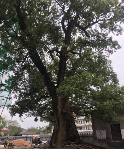 大石镇富丽小学阅读区