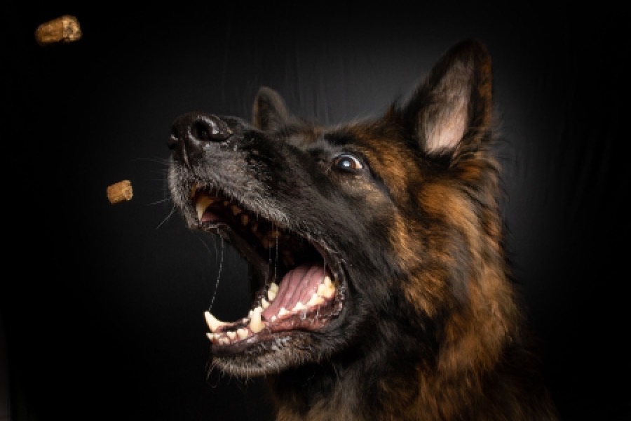 警犬技术