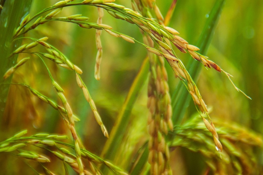 粮食工程