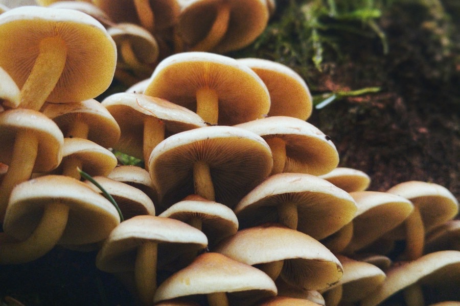 食用菌科学与工程
