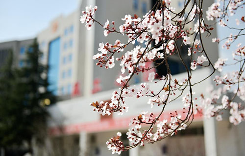 新疆计算机学校